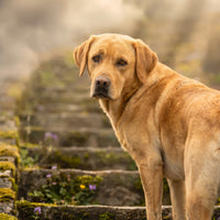 Regenbogenbrücke — der Hund auf der Treppe ins Licht (quadratisch)